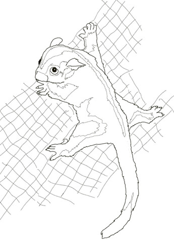 345x480 Sugar Glider Coloring Page Free Printable Coloring Pages