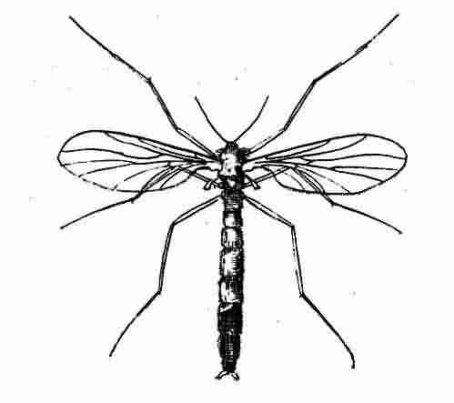 499x443 Glow Worms In Wellington Botanic Garden, Wellington New Zealand