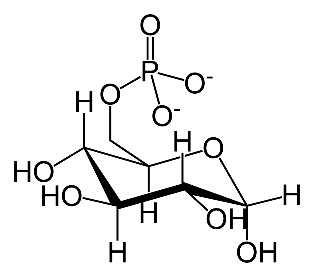 1100x970 Fileglucose 6 Phosphate Skeletal.png