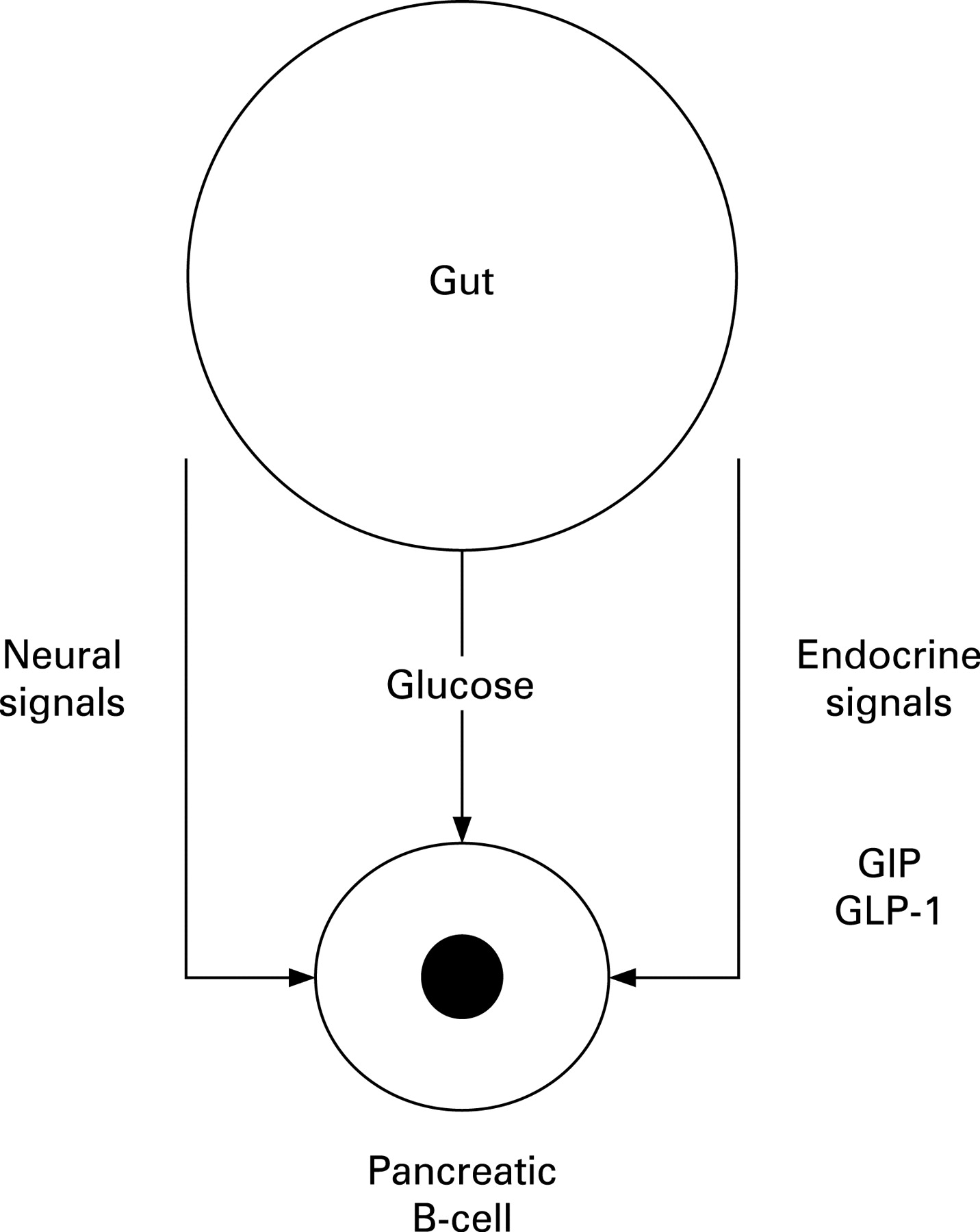 1432x1800 Incretins Pathophysiological And Therapeutic Implications