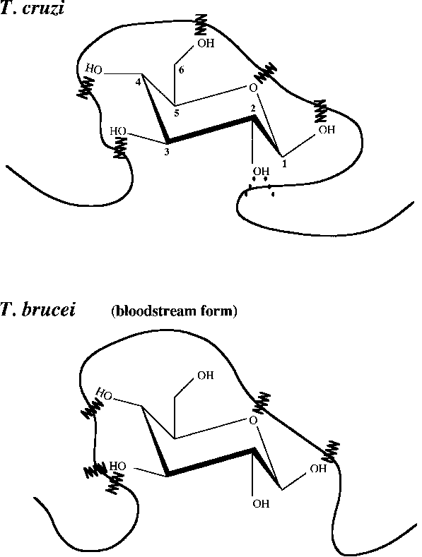 597x789 Proposed Model Of Interaction Between D Glucose And The Hexose