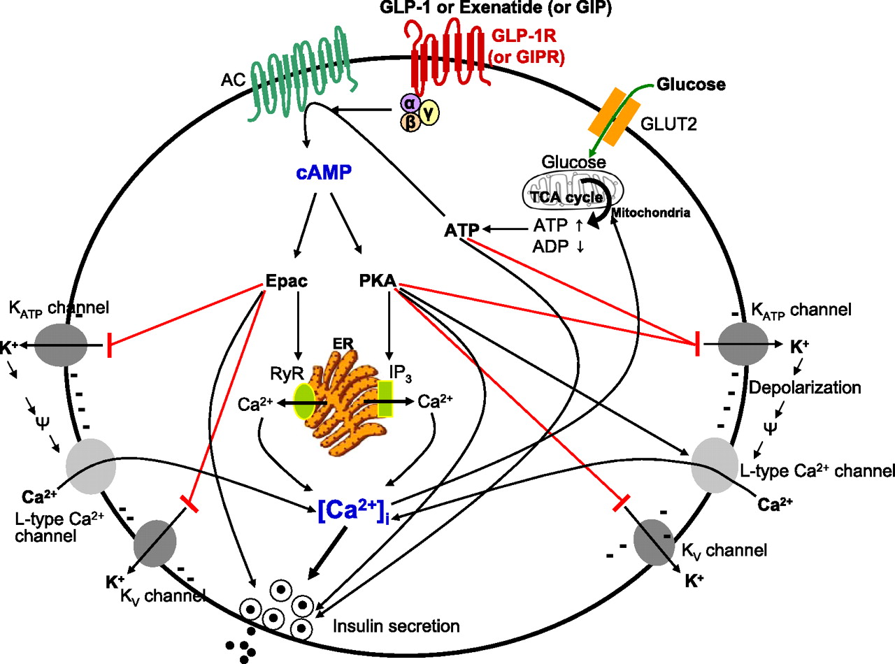 1280x950 The Role Of Incretins In Glucose Homeostasis And Diabetes
