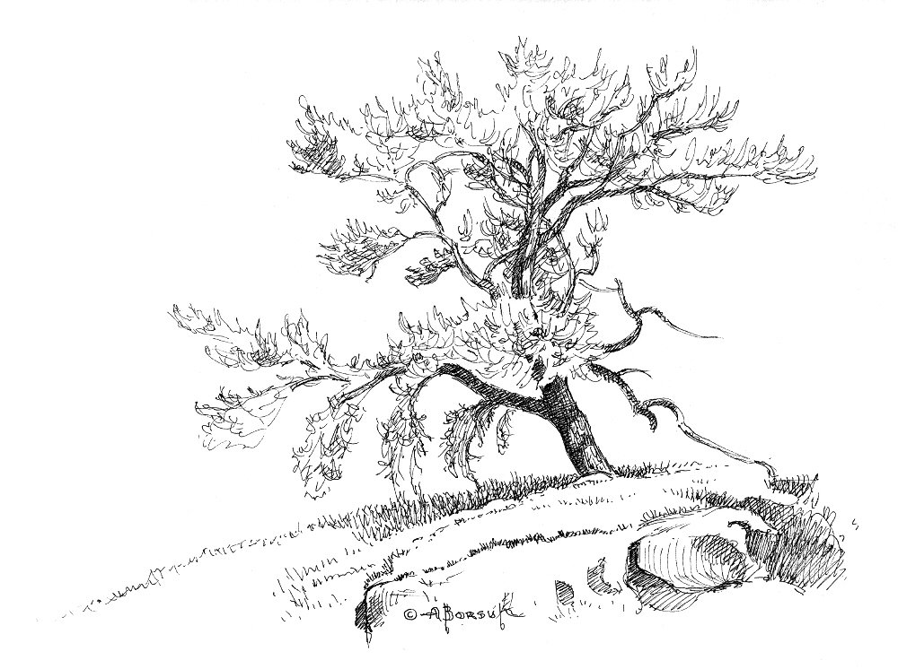 1000x746 Gnarled Old Tree, In Alex Borsuk's Pen And Ink Drawings Comic Art