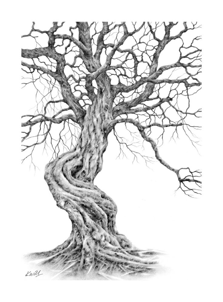 Gnarled Tree Drawing at GetDrawings | Free download