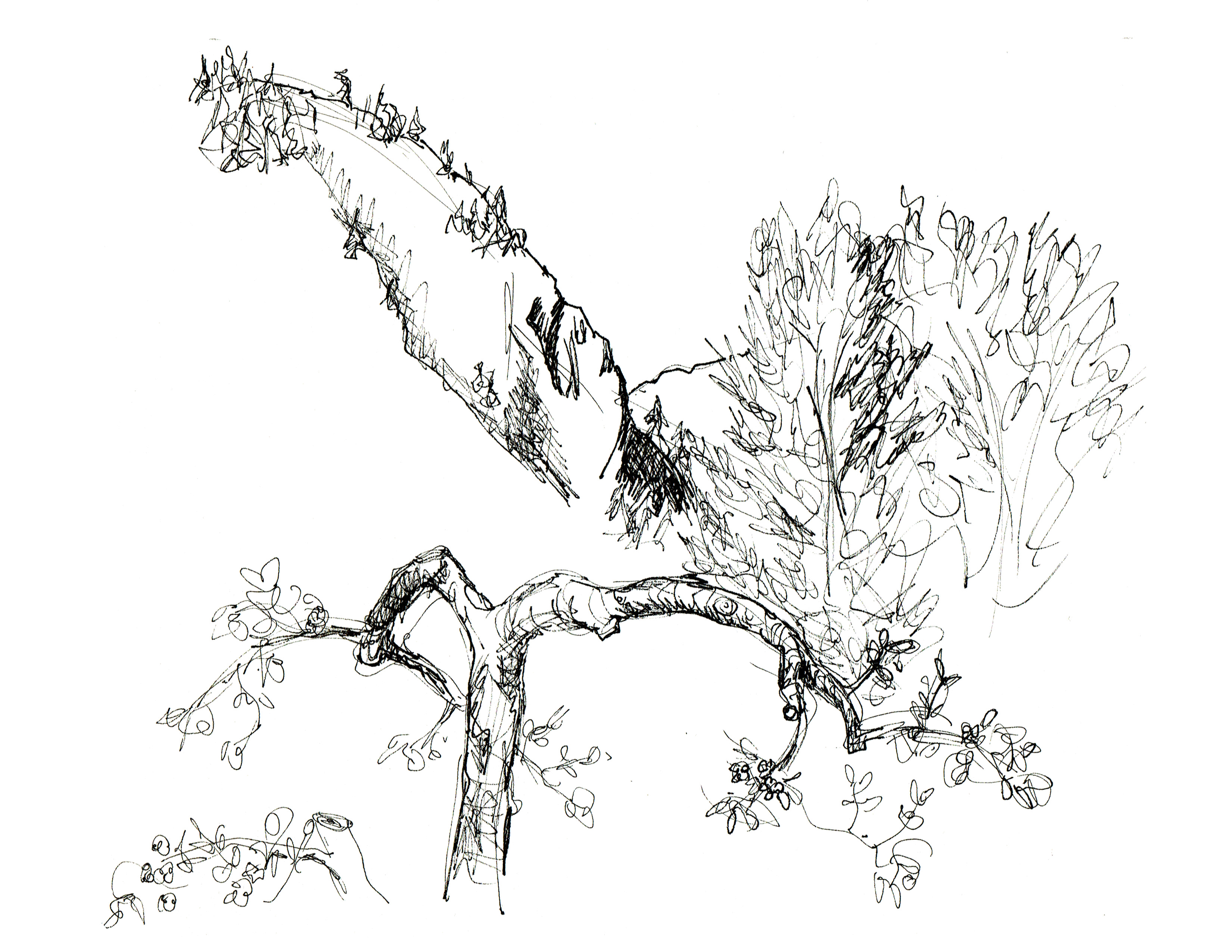 3300x2550 Castlegar View Pen Sketch Shows A Gnarled Apple Tree In
