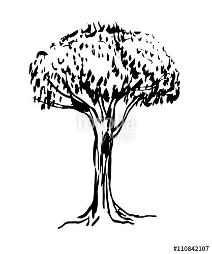 417x500 Drawing Dry Conifer Larch With Gnarled Branches Ink Sketch Hand