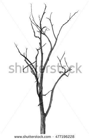300x470 Drawn Branch Dry Tree