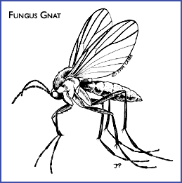 259x261 Getting Rid Of Gnats Ipm Labs