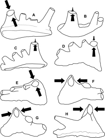 369x484 Outline Of Selected Elements Referred To Iapetognathus.