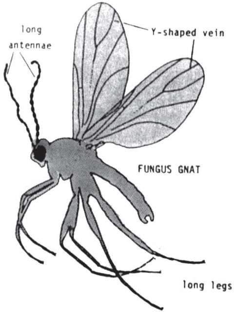 480x640 Pests And Diseases Of Truffles And Their Host Trees Agriculture