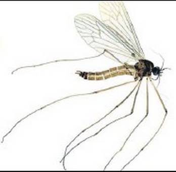 348x342 Winter Gnats Make Annual Appearance