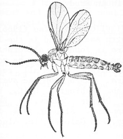 400x451 Darkwinged Fungus Gnats