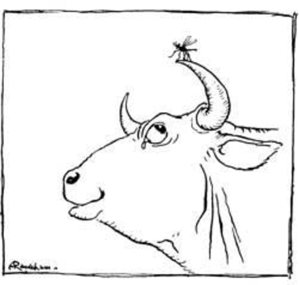 1024x975 Le Moucheron Et Le Taureau