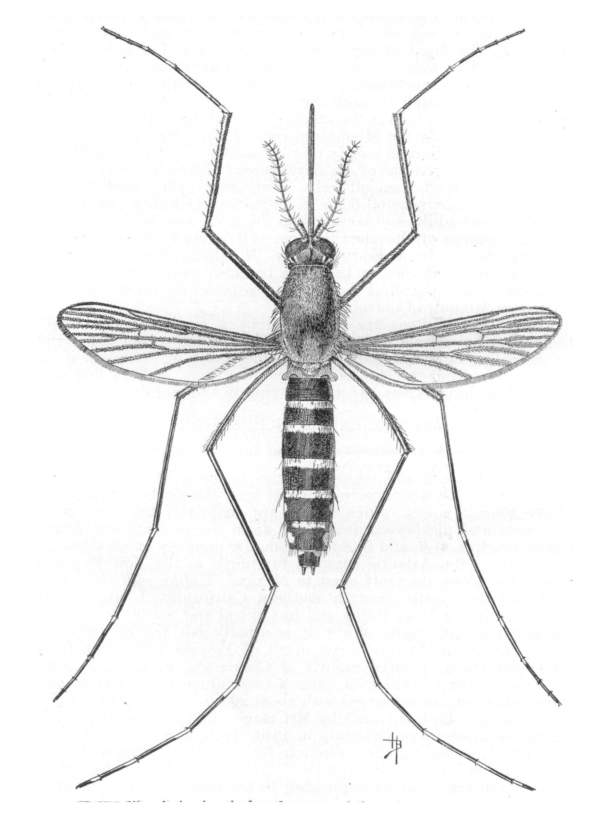2000x2667 Mosquito Drawing