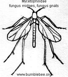 222x252 Diptera, True Flies In The Mycetophilidae, Cecidomyiidae Families