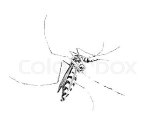 320x267 Drawing Gnat Isolated On The White Stock Vector Colourbox
