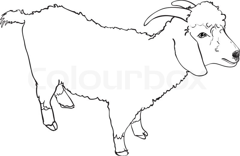 800x520 Sketch Vector Of Angora Goat On White Background Stock Vector