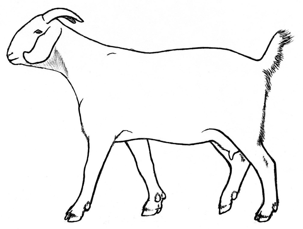 1058x800 Goat Drawings