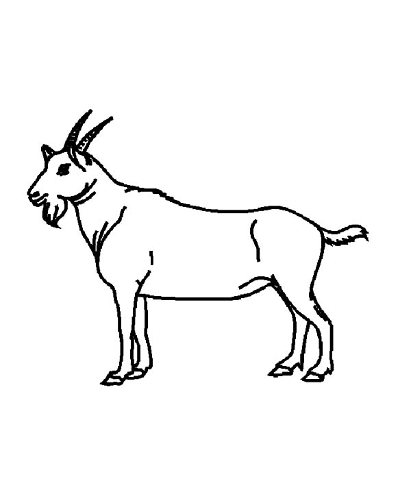 600x734 Drawing Goat Coloring Pages Color Luna