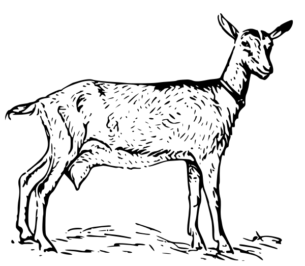 600x522 Drawing Clipart Goat
