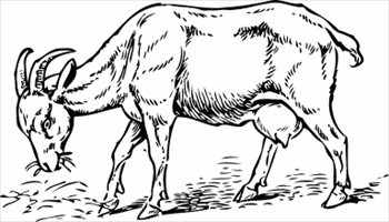 350x200 Free Goat Bw Sketch Clipart