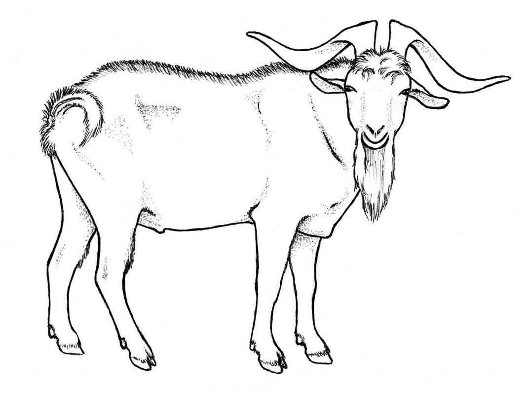 1070x800 Goat Drawings