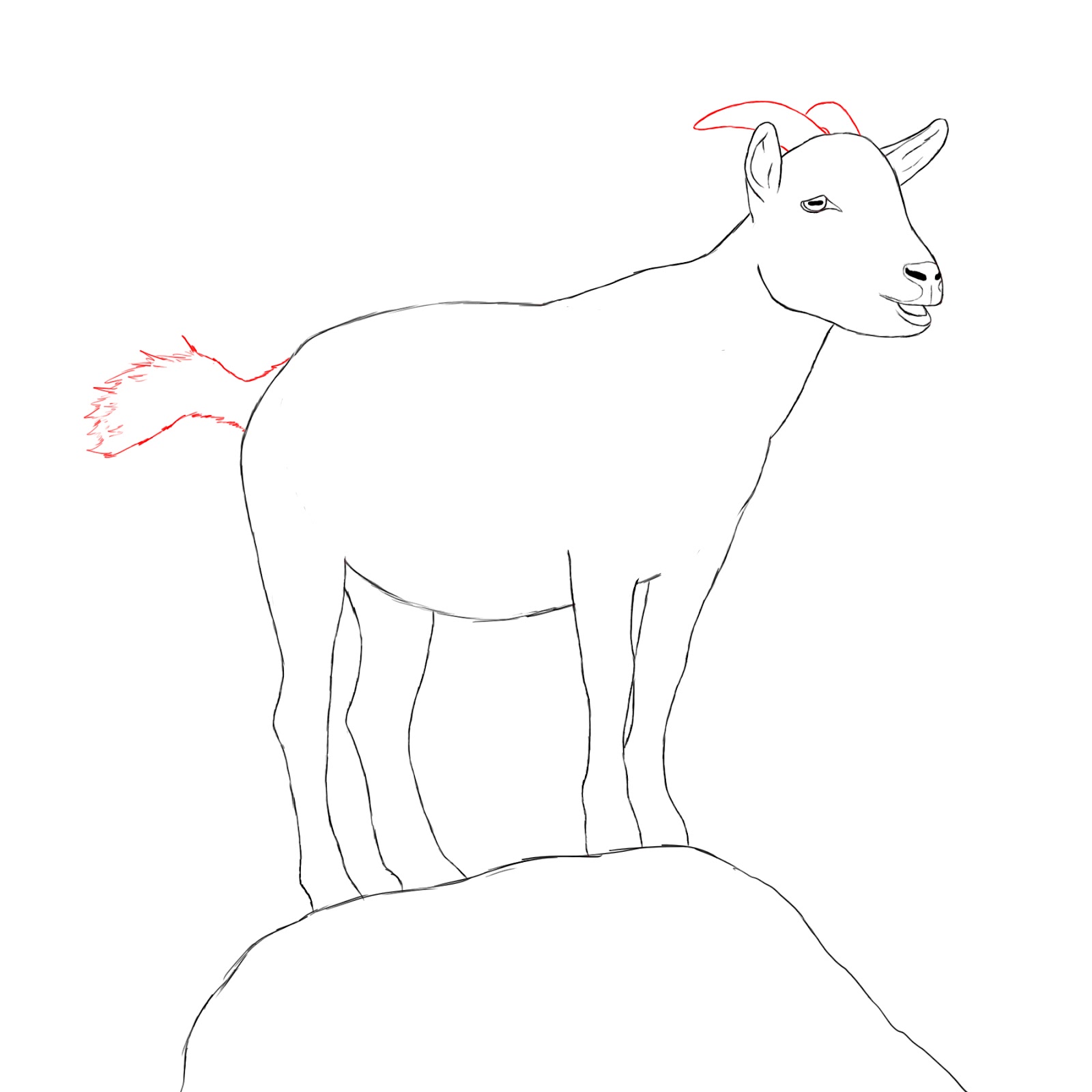 1600x1600 How To Draw A Goat