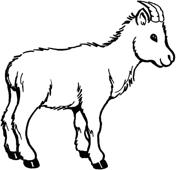 600x581 Wildlife Of Goat Coloring Pages Color Lu On Drawing Goat Coloring