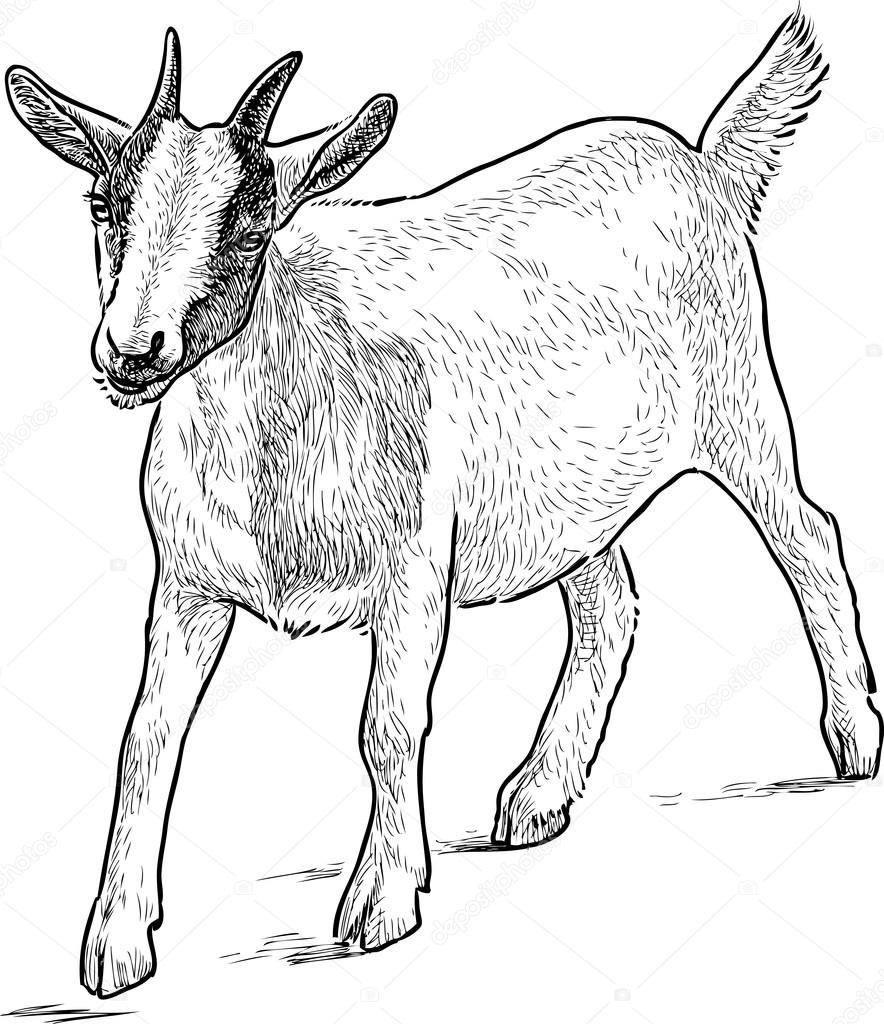 884x1024 Baby Goat Sketch Stock Vector Samakarov@mail.ru
