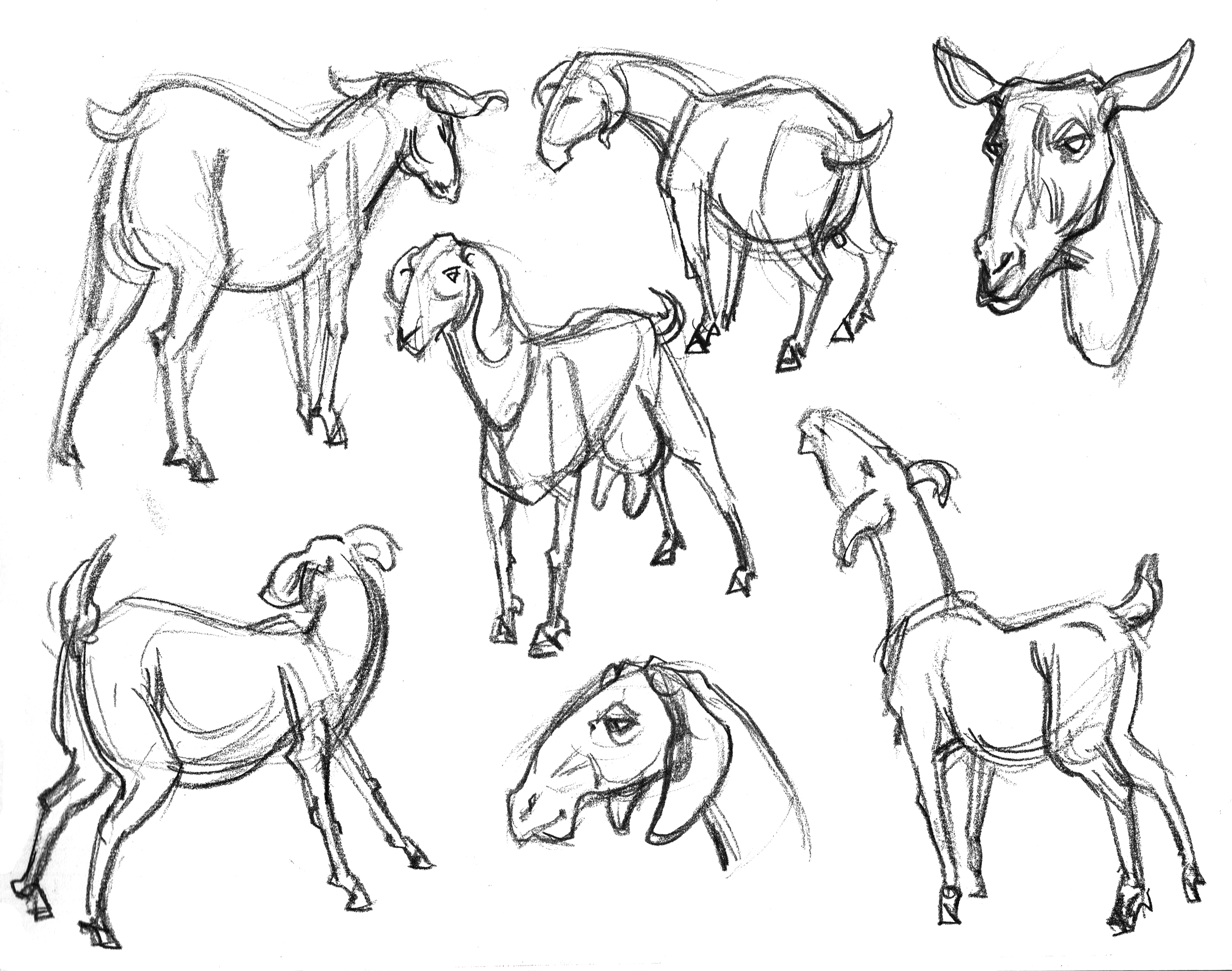 3121x2460 Garygeraths Animal Drawing