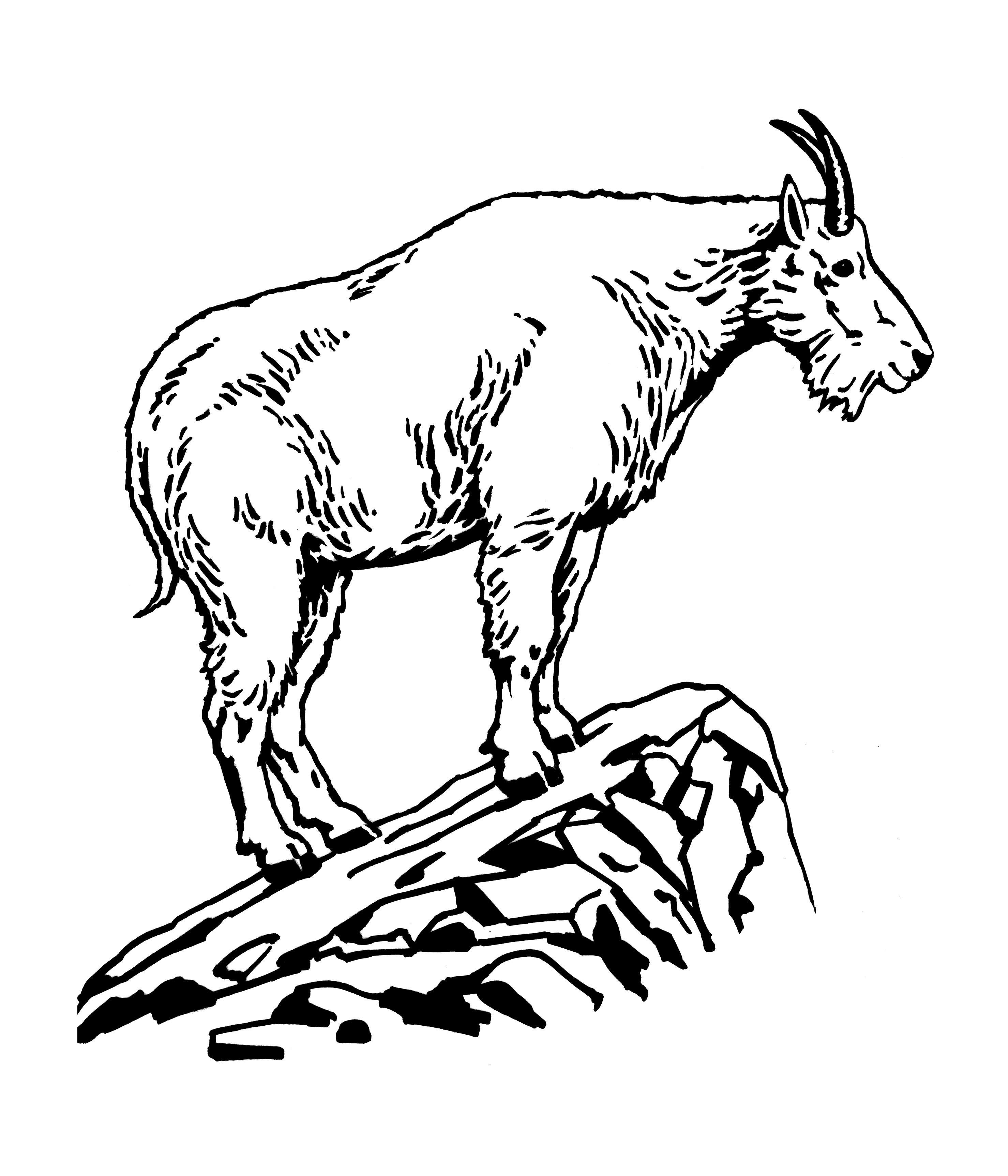 2957x3450 Drawing Clipart Goat
