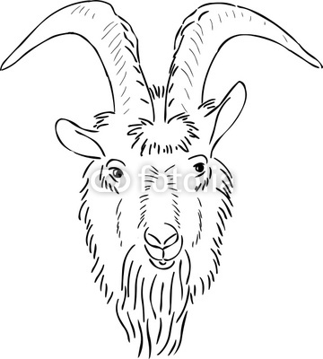 360x400 Goat Face Drawing 32199 Mediabin