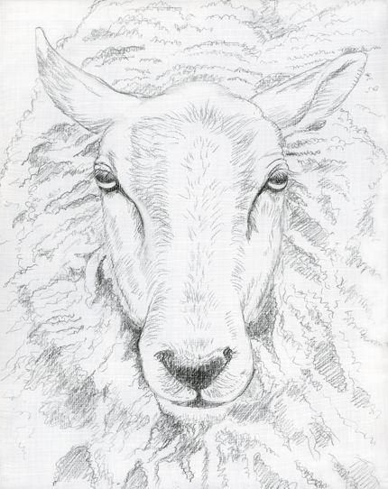 430x542 The Best Sheep Drawing Ideas On Easy Animal