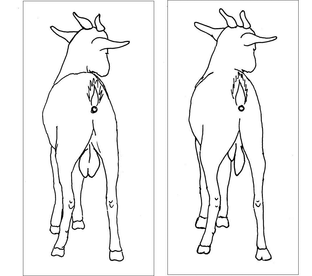 1071x945 Goat Line Drawing Bigking Keywords And Pictures