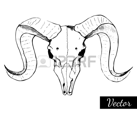 450x405 Seamless Pattern With Skulls Of Goat. Line Drawing Of Skulls