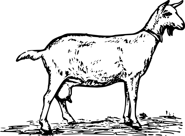 600x440 Simple Goat Drawing Goat Clip Art