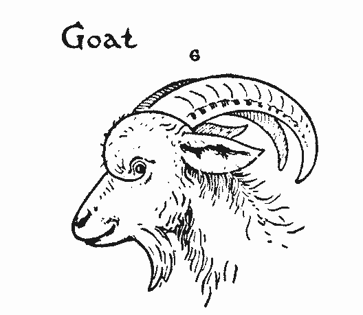 528x459 Step By Step Drawing Animals