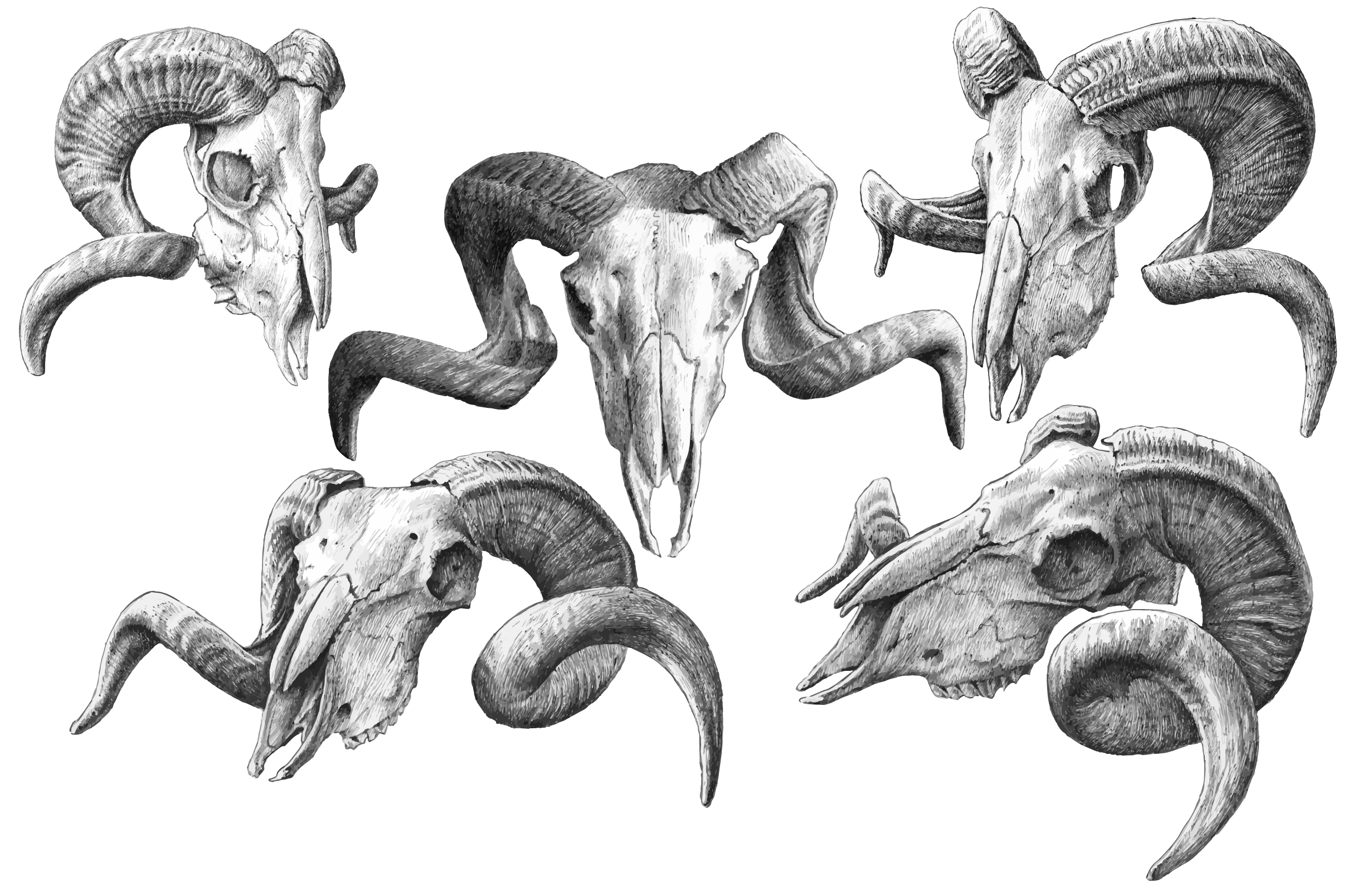 2417x1608 Goat Skulls. Hand Drawn Hand Drawn, Goats And Creative