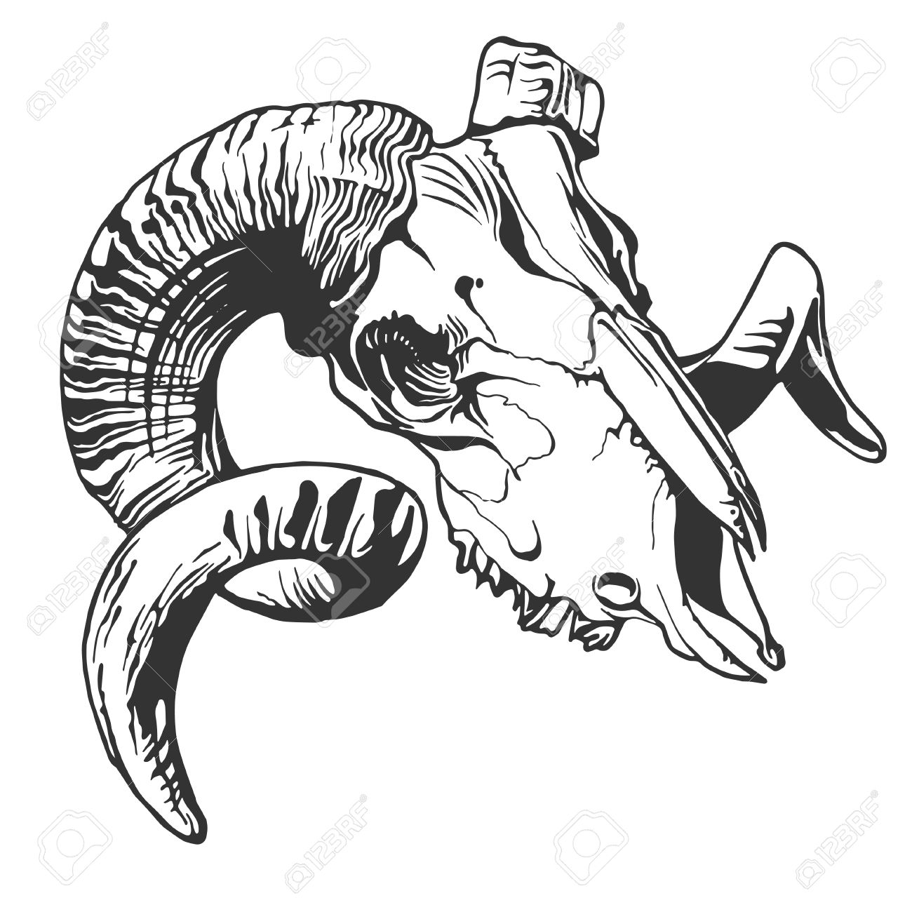 1300x1300 Illustration With Goat Skull. Hand Drawn. Vector. Royalty Free