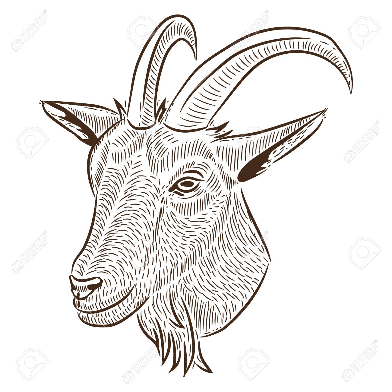 1300x1300 Freehand Drawing, A Portrait Of A Goat Royalty Free Cliparts