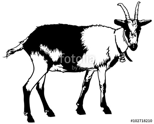 500x405 Goat From Side View (Capra Aegagrus Hircus)