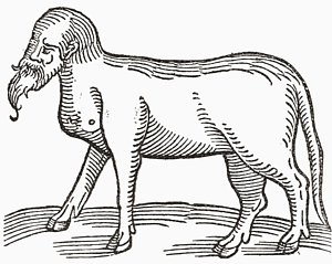 300x239 Goats Head Drawings Fine Art America