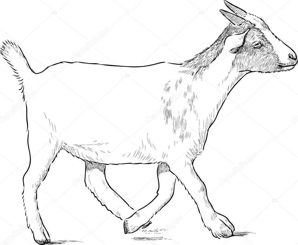 1023x842 Young White Goat Stock Vector Samakarov@mail.ru