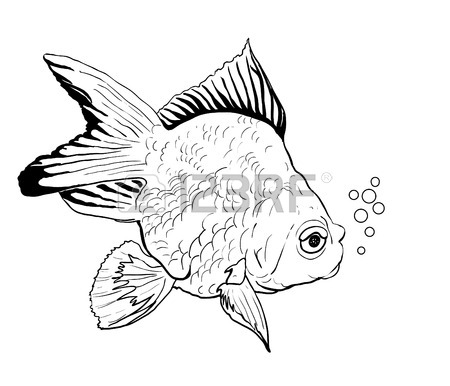 450x386 Goldfish Drawing On White Royalty Free Cliparts, Vectors,