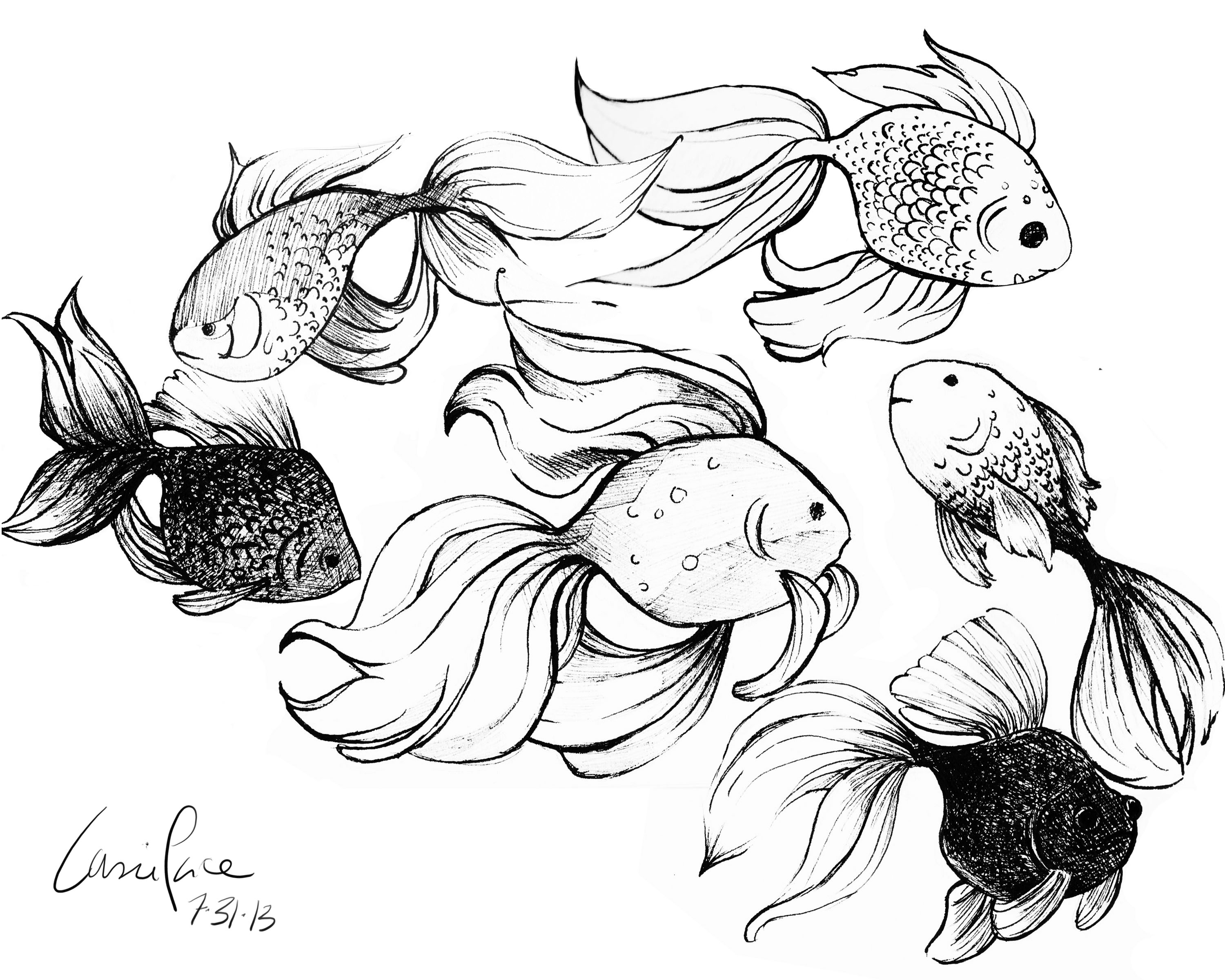 3000x2400 Goldfish Sketches Casie Sketches