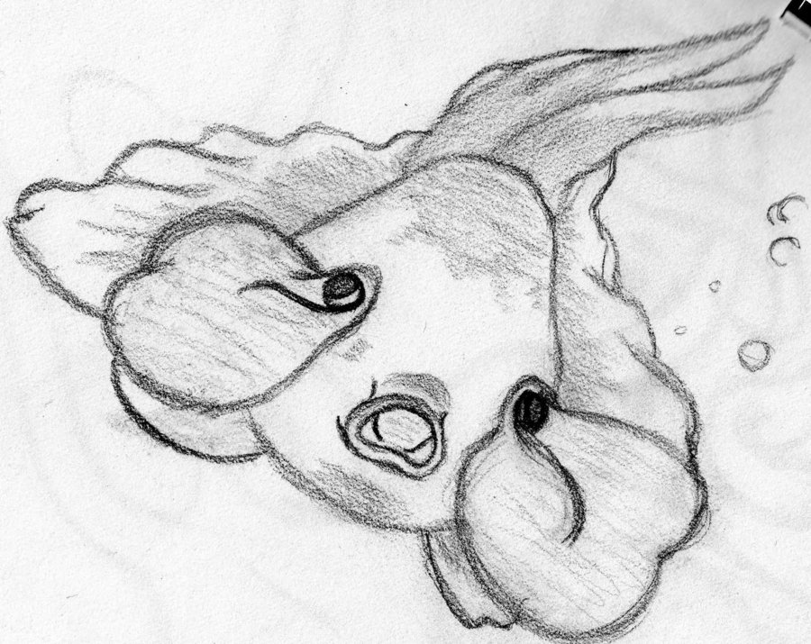 900x715 Bubble Eyed Goldfish By Jiiarian