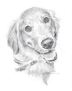 239x300 Golden Retriever Drawings