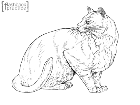 480x360 Asian Golden Cat Coloring Page Free Printable Coloring Pages