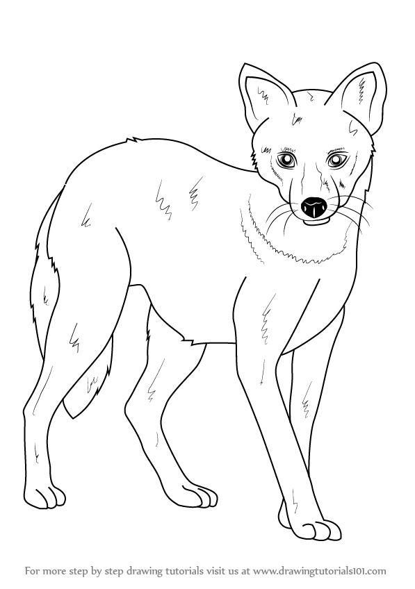 597x848 Learn How To Draw A Golden Jackal (Wild Animals) Step By Step