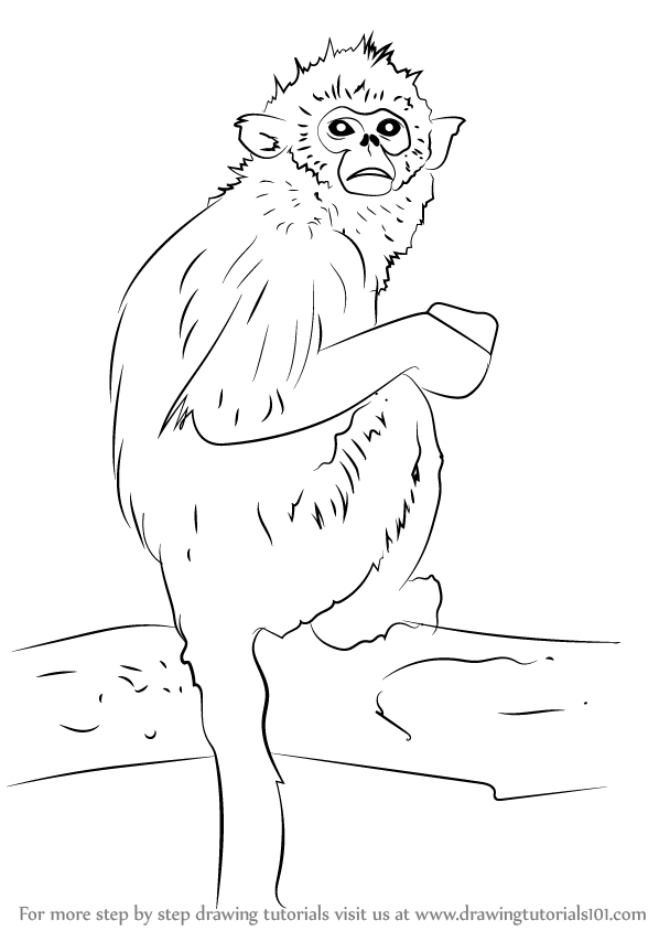 598x844 Learn How To Draw A Golden Snub Nosed Monkey (Primates) Step By